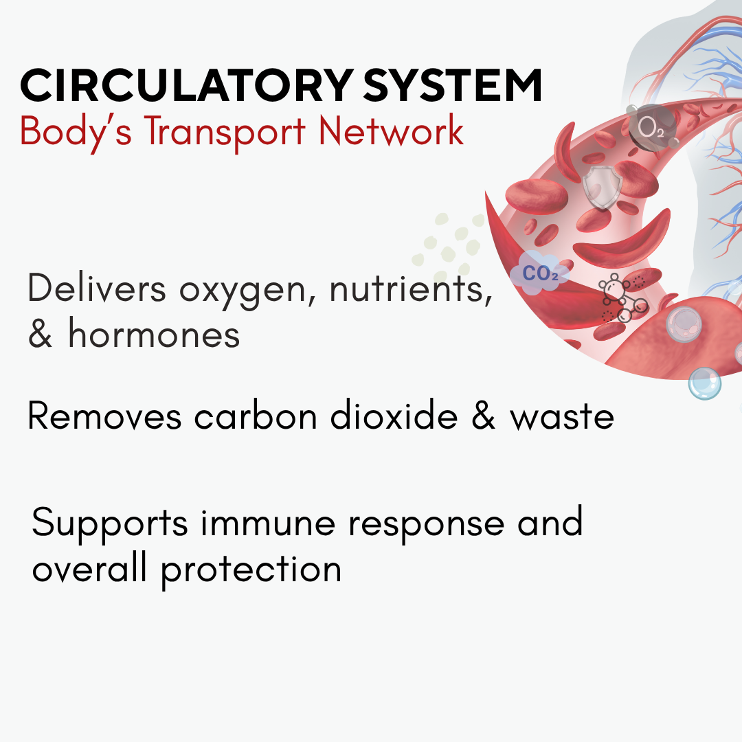 OptiFlow Blood Circulation Vitamins, Naturally Supports Healthy Blood Flow. Blood Optimizer Supplement