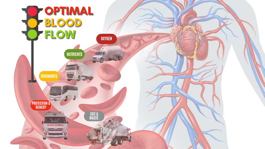 Optimal blood flow key to a healthy heart